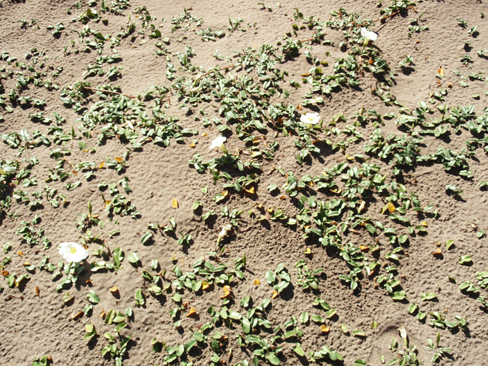 Image of Ipomoea imperati specimen.