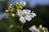 Armoracia rusticana