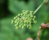 Archangelica officinalis