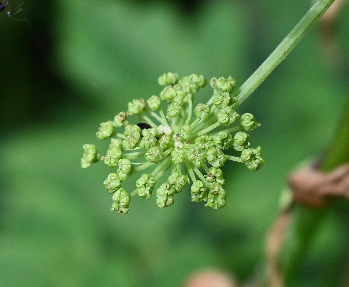 Image of Archangelica officinalis specimen.