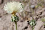 Amberboa turanica. Соцветие-корзинка и нераскрывшееся соцветие с мухой, муравьём и клещиком. Таджикистан, Хатлонская обл., Джиликульский р-н, запов. \"Тигровая балка\", окр. кордона \"Королевская дача\", эрозионный овражек в глинисто-песчаном уступе третьей надпойменной террасы. 17 апреля 2025 г.