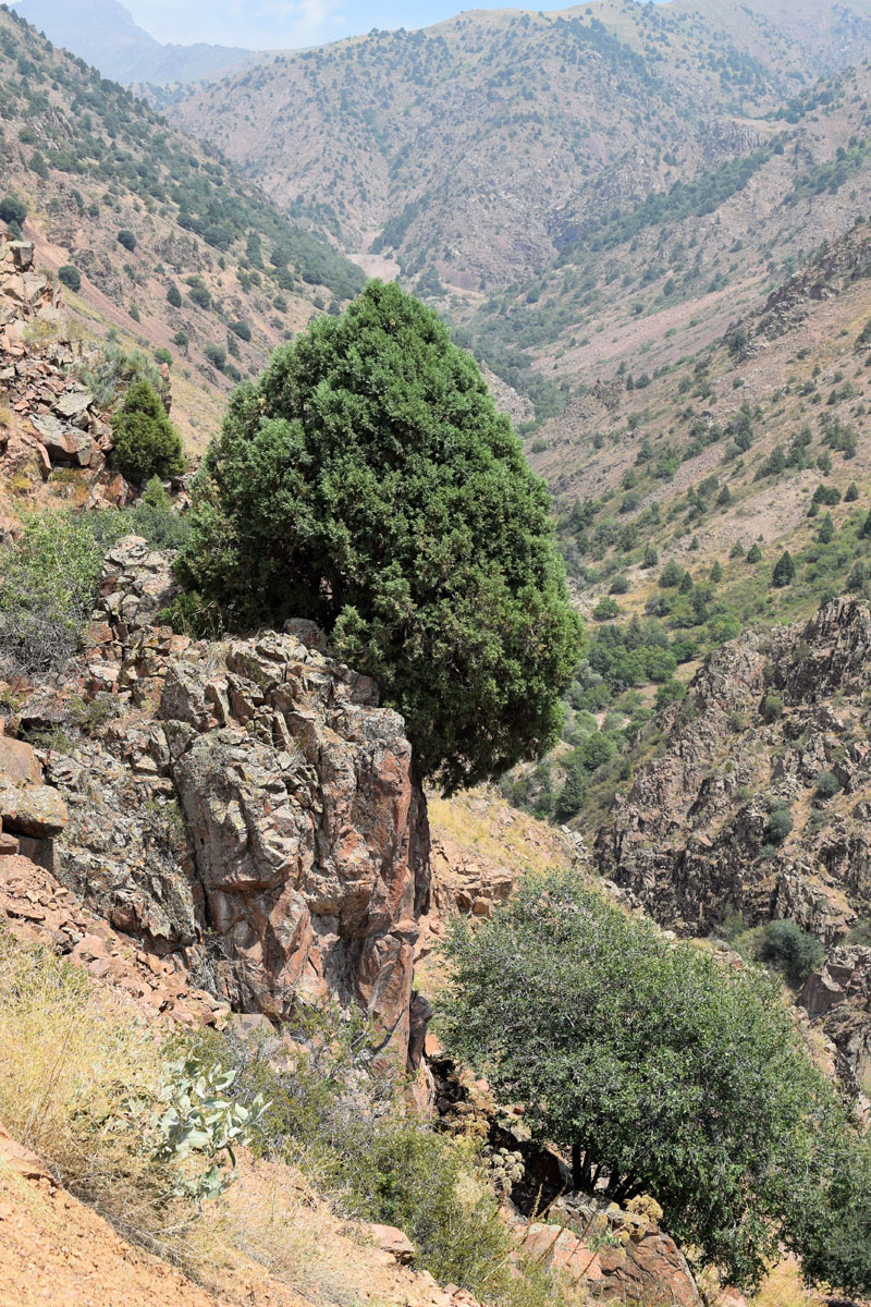 Image of Juniperus seravschanica specimen.
