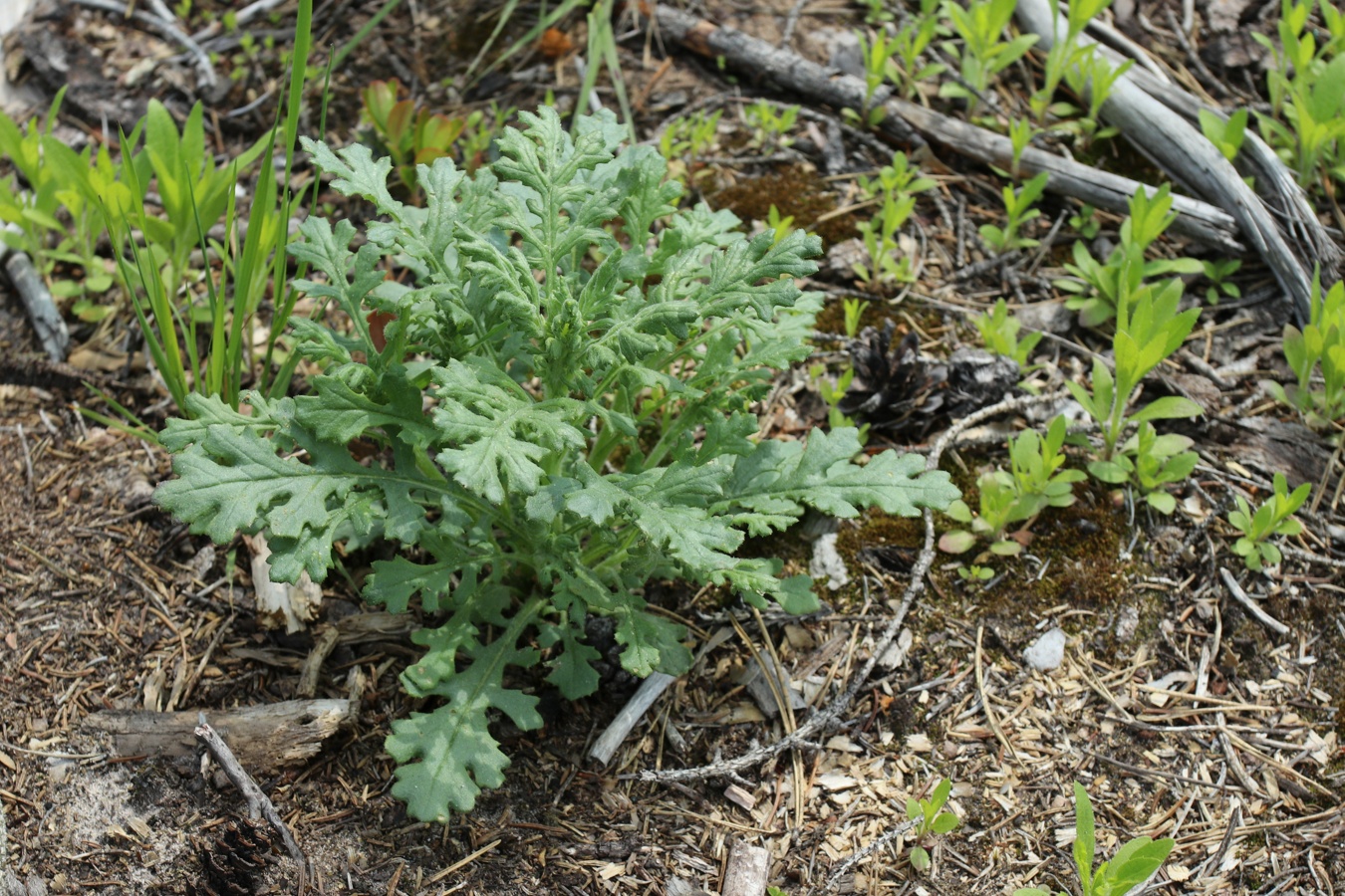 Image of genus Senecio specimen.