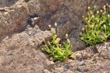Sagina japonica
