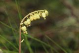 Orthilia secunda. Соцветие. Ленинградская обл., Кингисеппский р-н, окр. дер. Выбье, вершина старой дюны, лишайниково-зеленомошный сосняк. 13.07.2025.