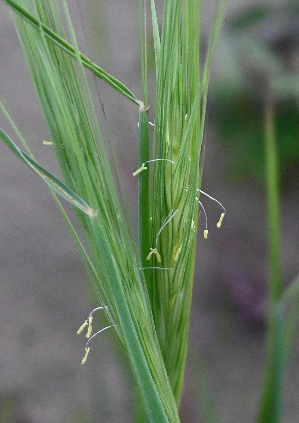 Изображение особи семейство Poaceae.