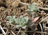 Alyssum variety desertorum