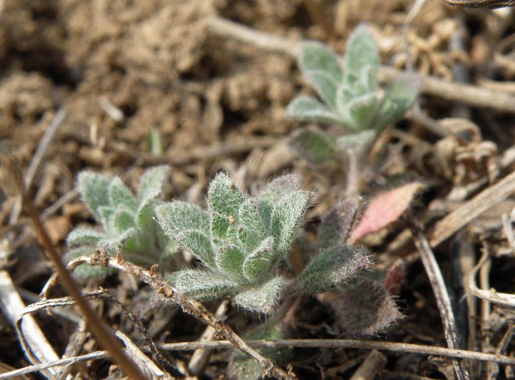 Image of Alyssum turkestanicum var. desertorum specimen.