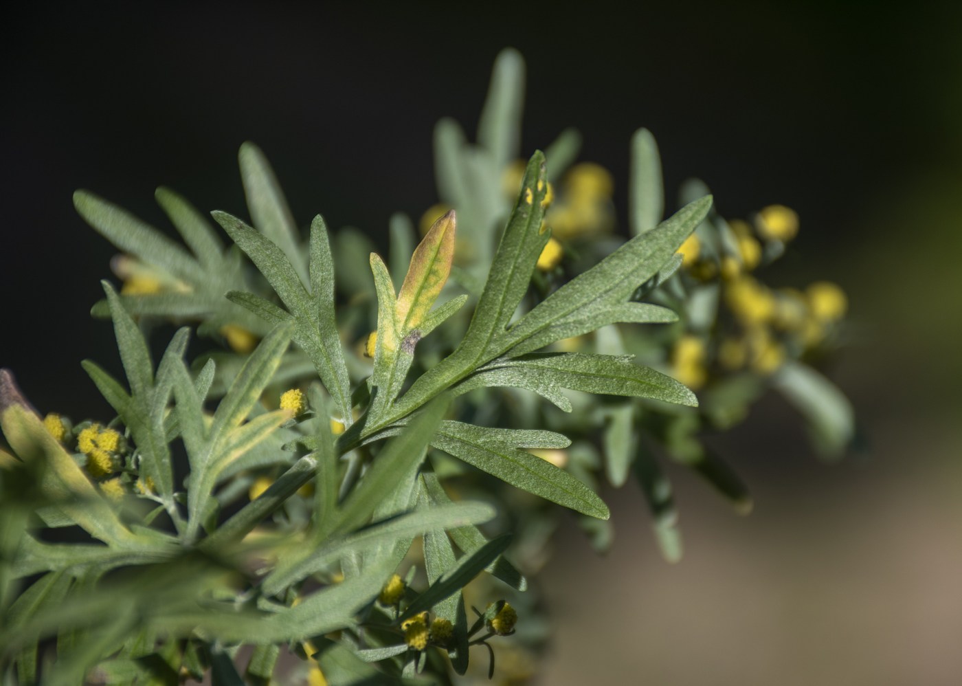 Изображение особи род Artemisia.