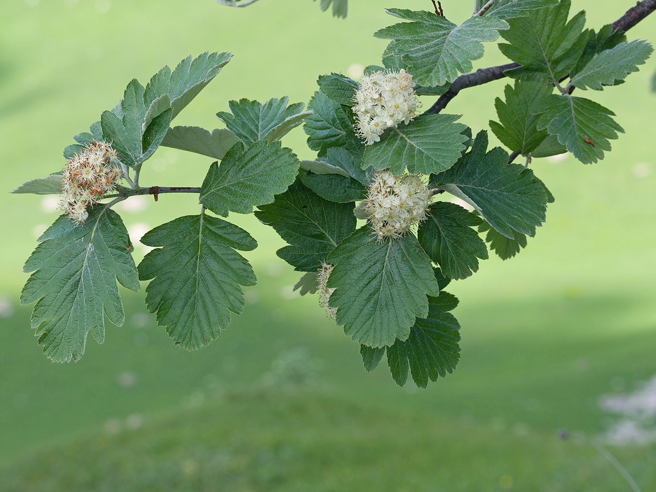 Изображение особи Sorbus caucasica.