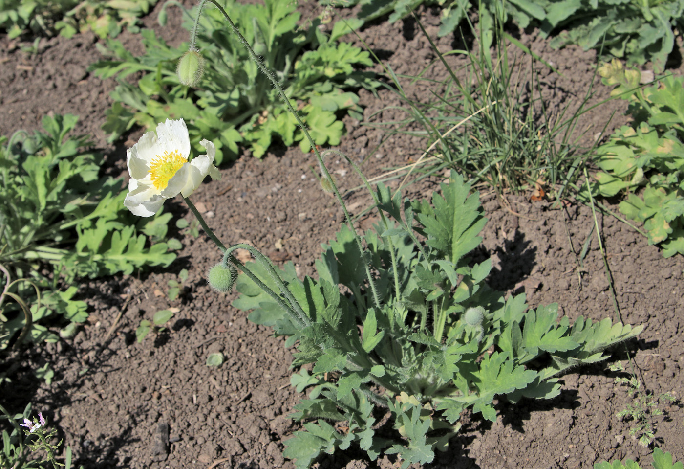 Image of Papaver sokolovskajae specimen.