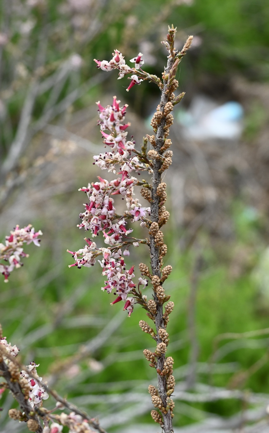 Изображение особи род Tamarix.