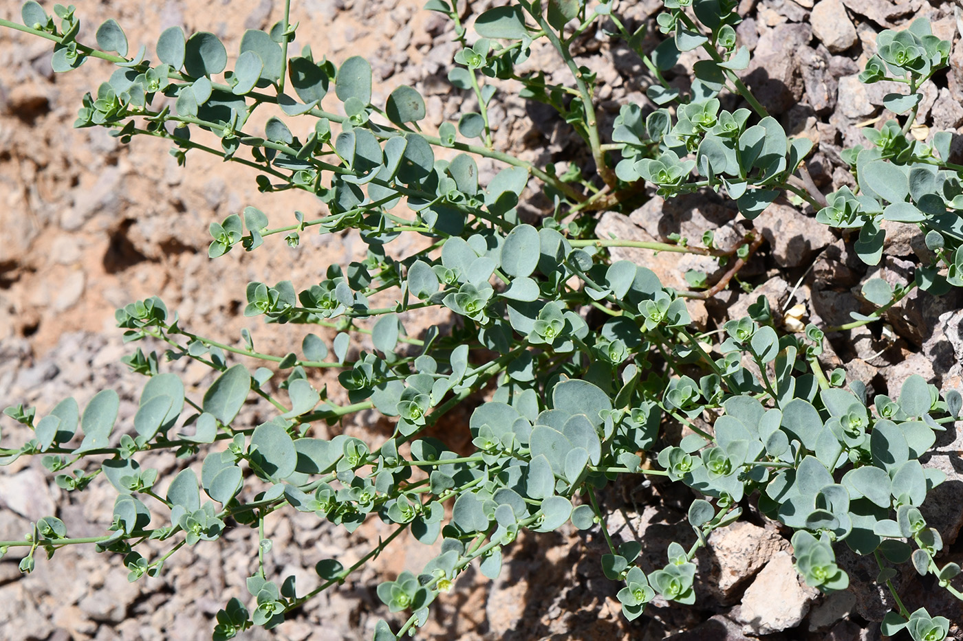 Изображение особи Andrachne rotundifolia.