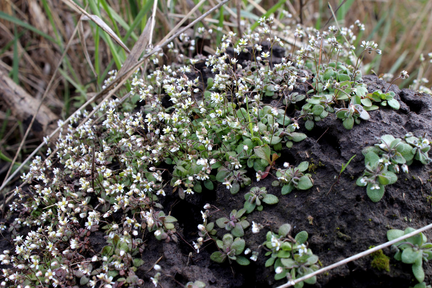Image of Erophila verna specimen.