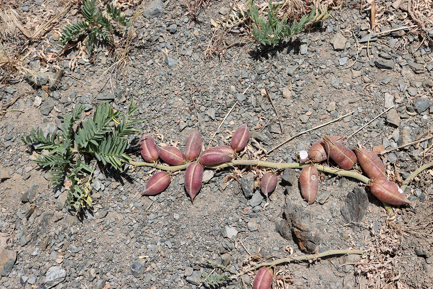 Изображение особи Astragalus nucifer.