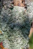 неопознанный вид. Таллом с апотециями, покрывающий ствол дерева. Приморский край, Хасанский р-н, Голубиный утёс. 15.05.2025.