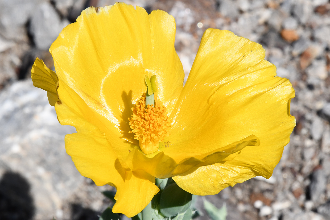 Image of Glaucium fimbrilligerum specimen.