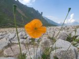 Papaver oreophilum. Верхушки побегов с цветком и незрелыми плодами. Кабардино-Балкария, Черекский р-н, дол. р. Псыгансу, ≈ 2400 м н.у.м., донная морена, альпийский луг. 29.07.2025.