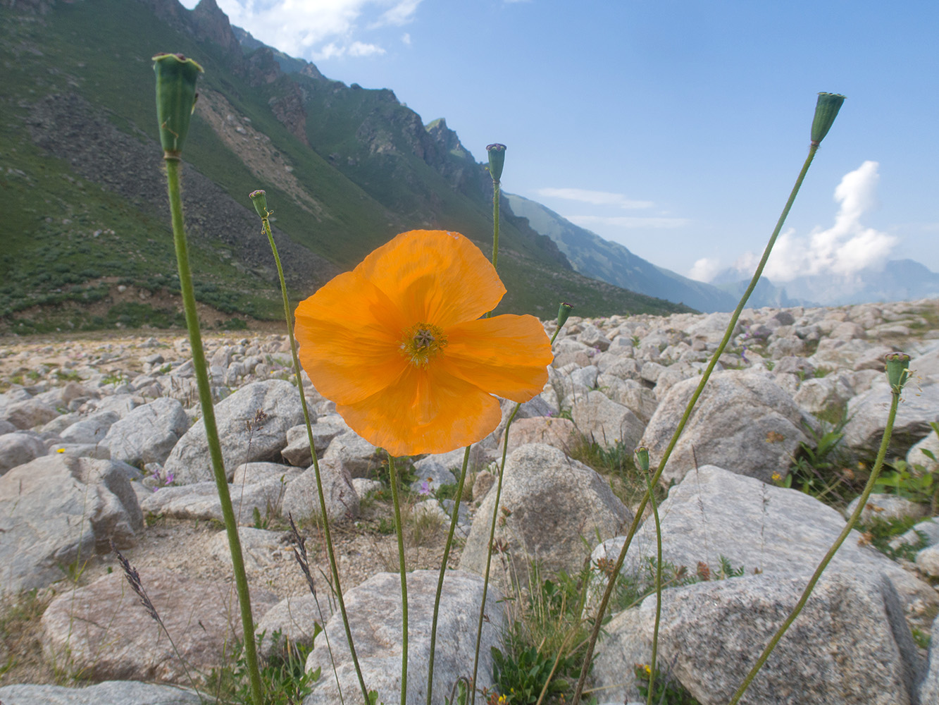 Image of Papaver oreophilum specimen.