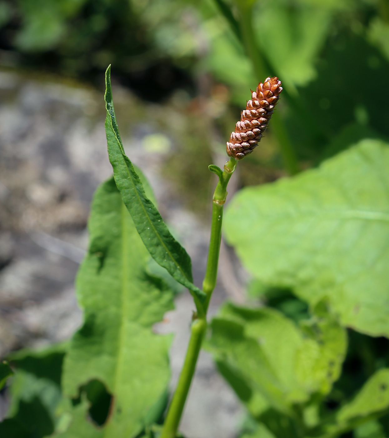 Image of genus Persicaria specimen.