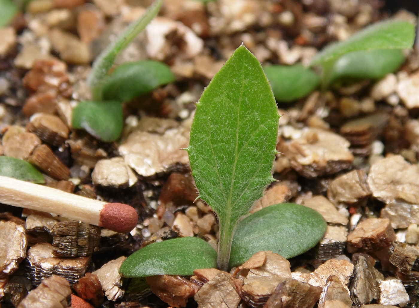 Изображение особи Synurus deltoides.