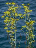 Foeniculum vulgare
