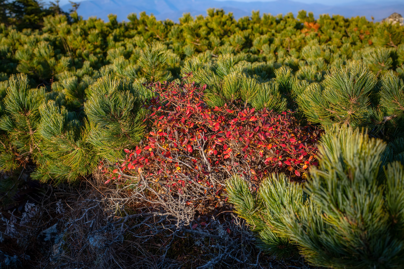 Image of Rhododendron sichotense specimen.
