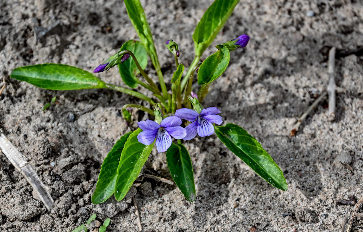 Изображение особи род Viola.