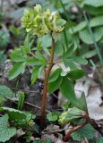 Corydalis marschalliana