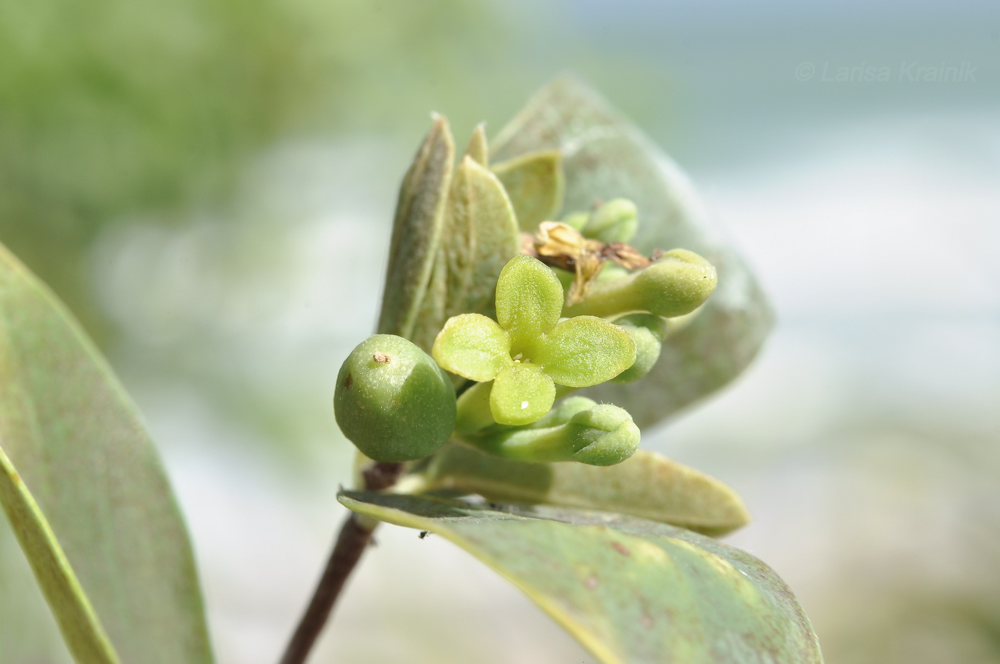 Image of Unknown species specimen.