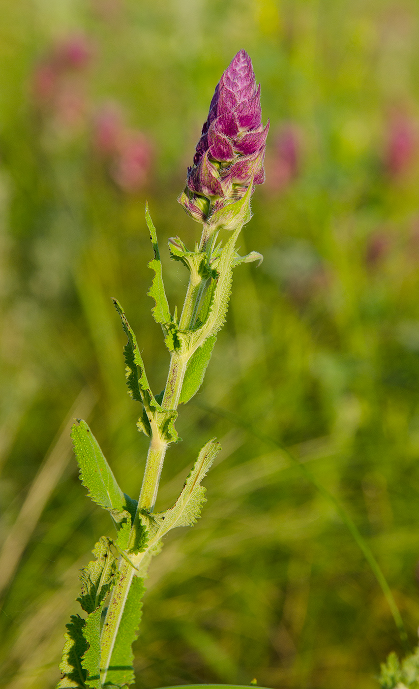 Изображение особи Salvia tesquicola.