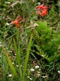 Crocosmia × crocosmiiflora