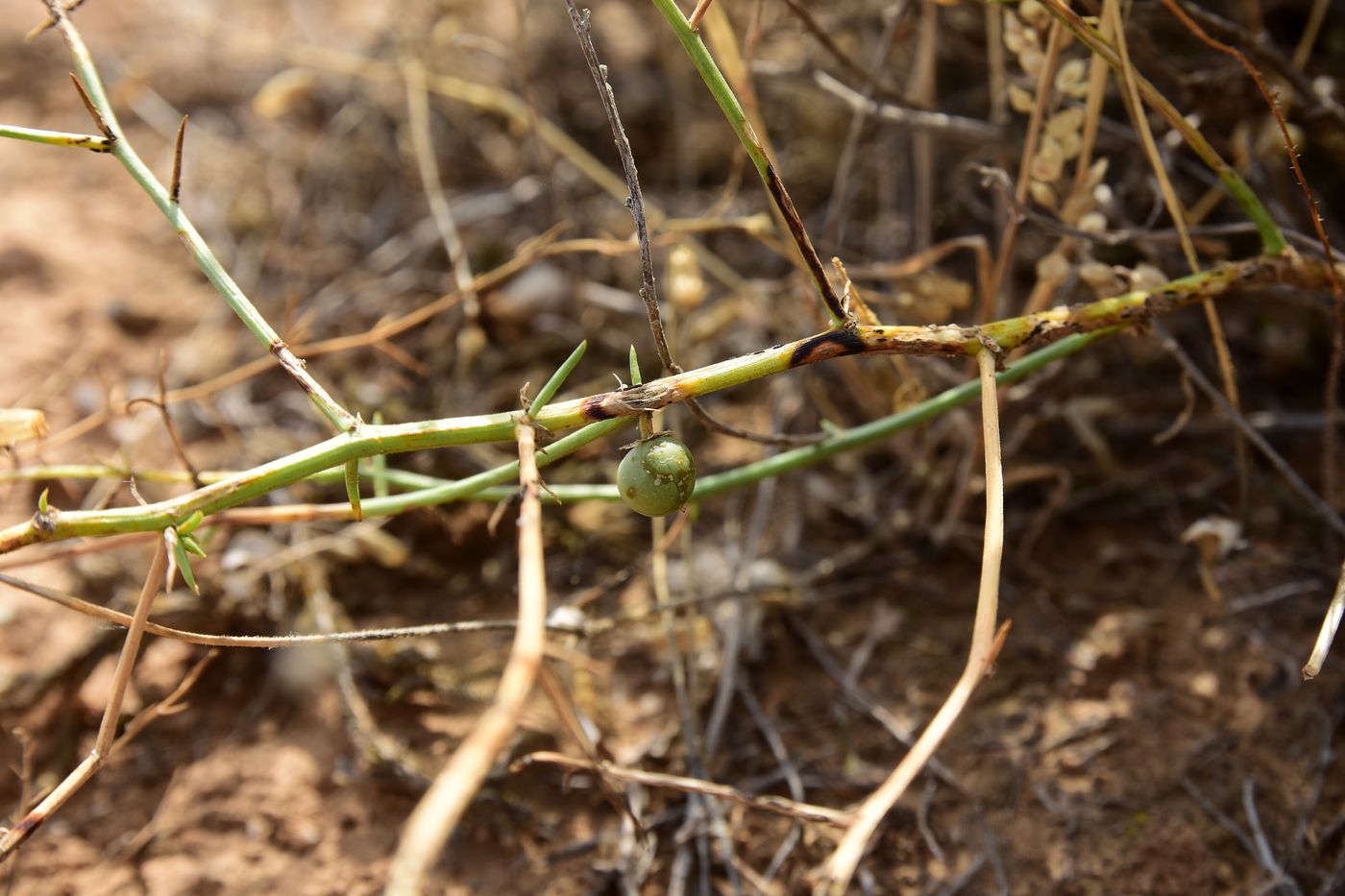 Image of Asparagus breslerianus specimen.