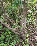 Mahonia aquifolium. Нижняя часть плодоносящего растения. Волгоград, ул. Городовикова. 18.06.2026.