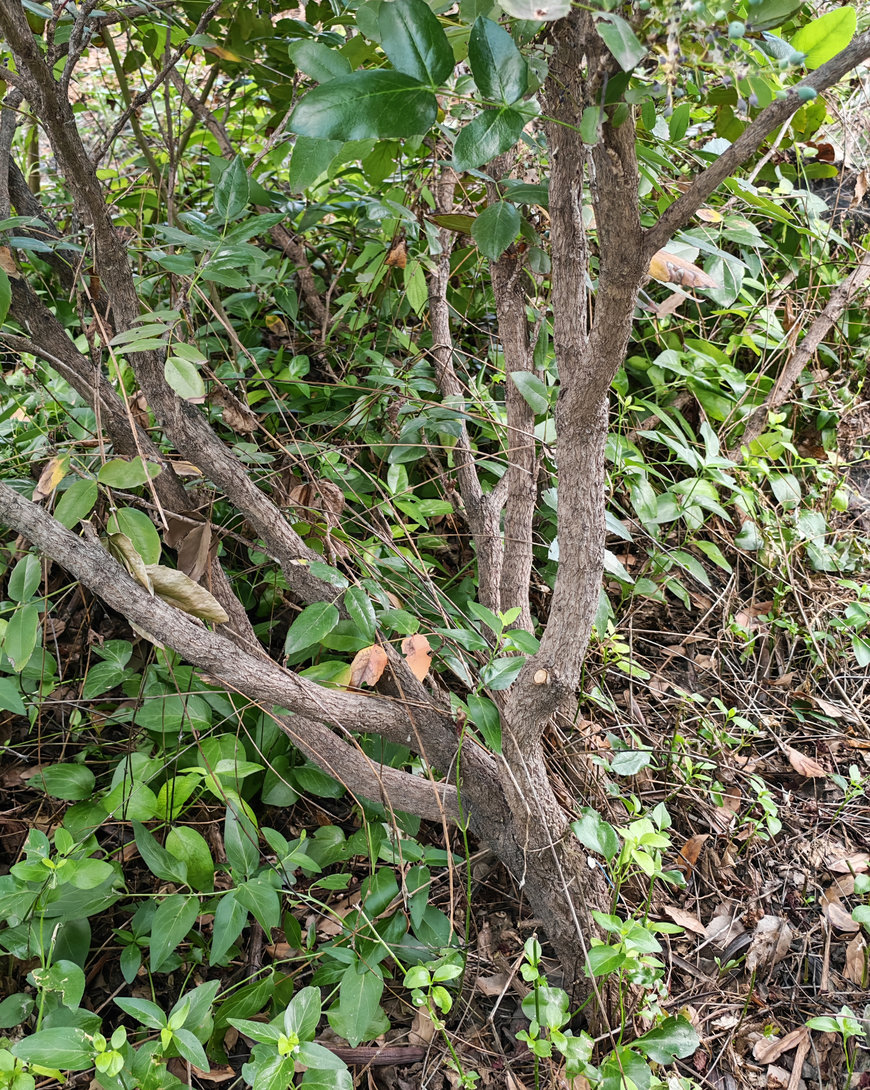 Image of Mahonia aquifolium specimen.