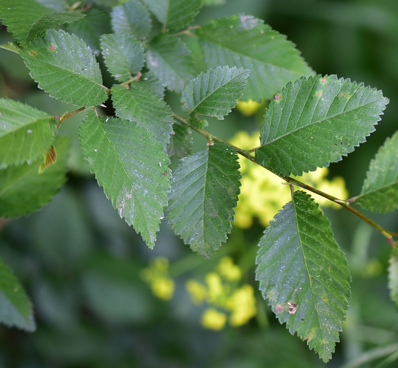 Image of genus Carpinus specimen.