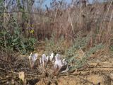 Astragalus dolichophyllus