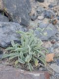 Matthiola integrifolia