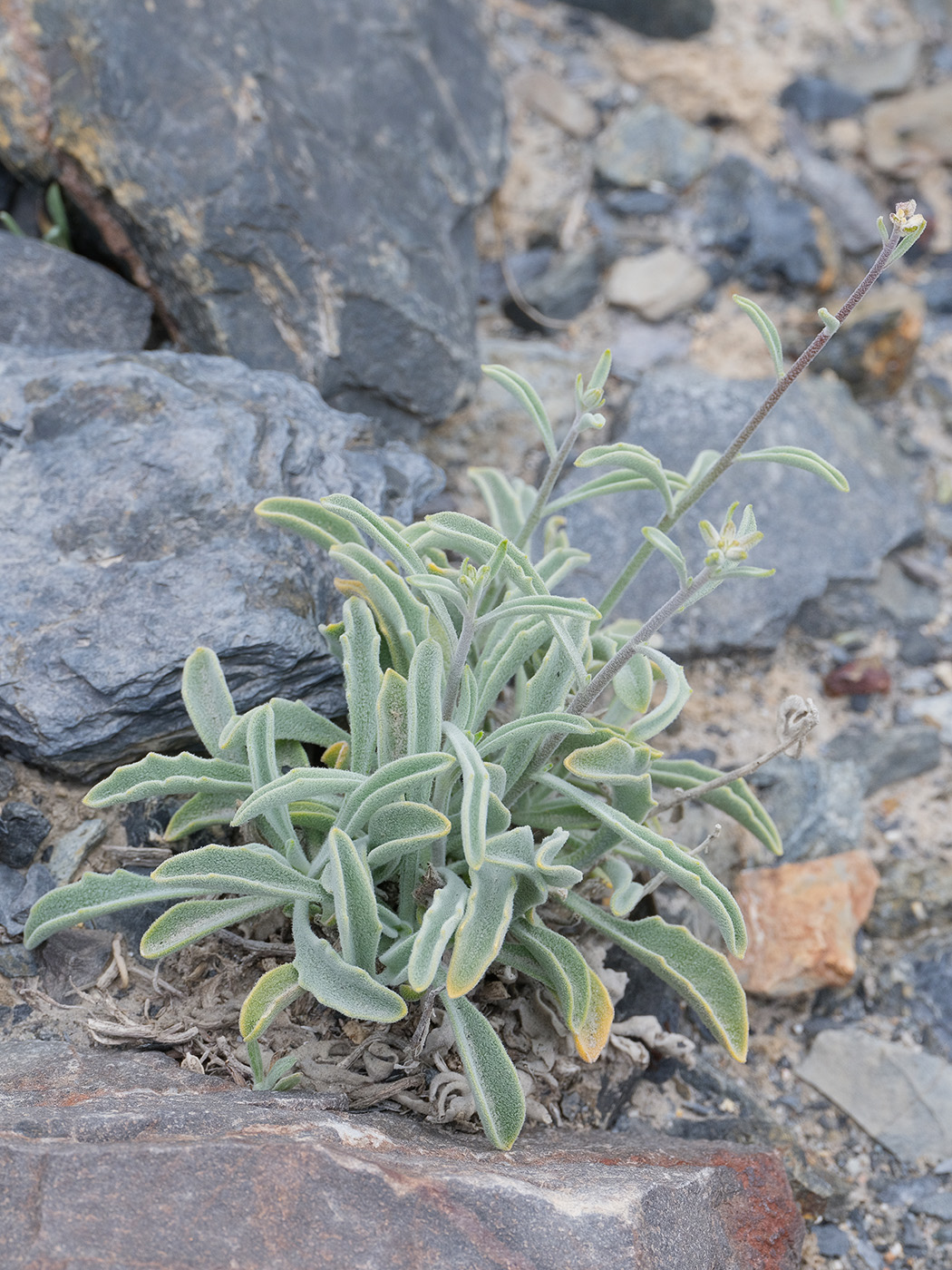Изображение особи Matthiola integrifolia.