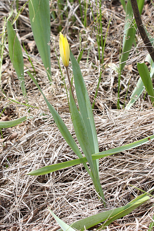 Изображение особи Tulipa biebersteiniana.