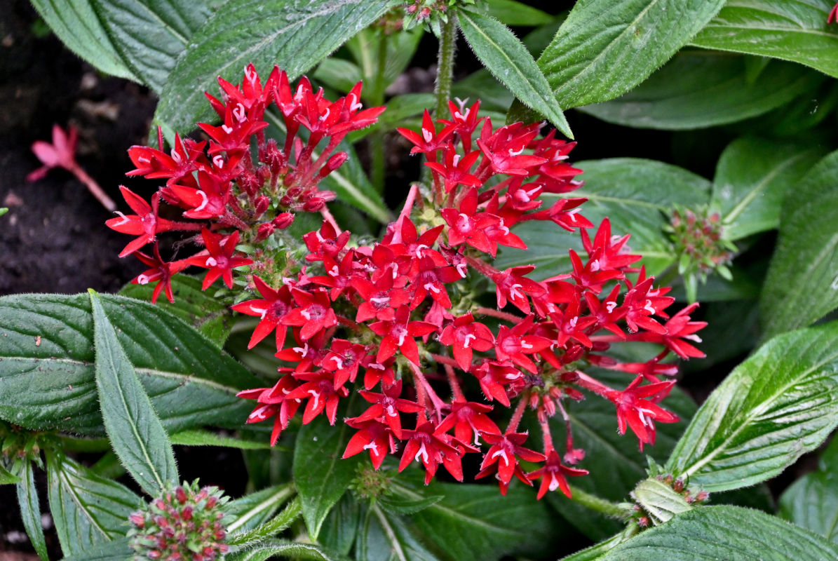 Image of Pentas lanceolata specimen.