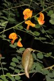 Colutea orientalis