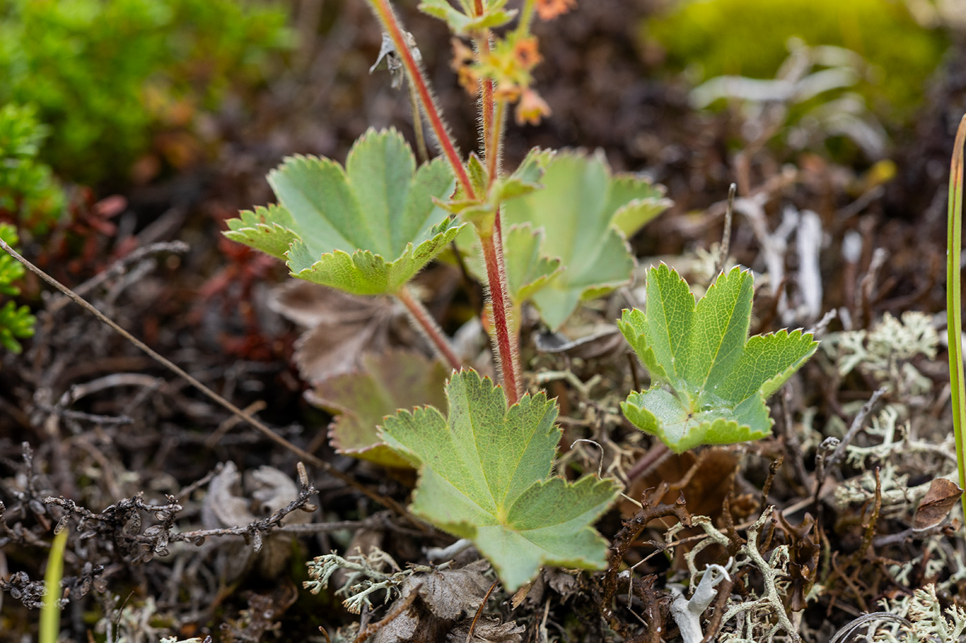 Image of genus Alchemilla specimen.