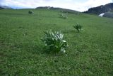 Colchicum speciosum