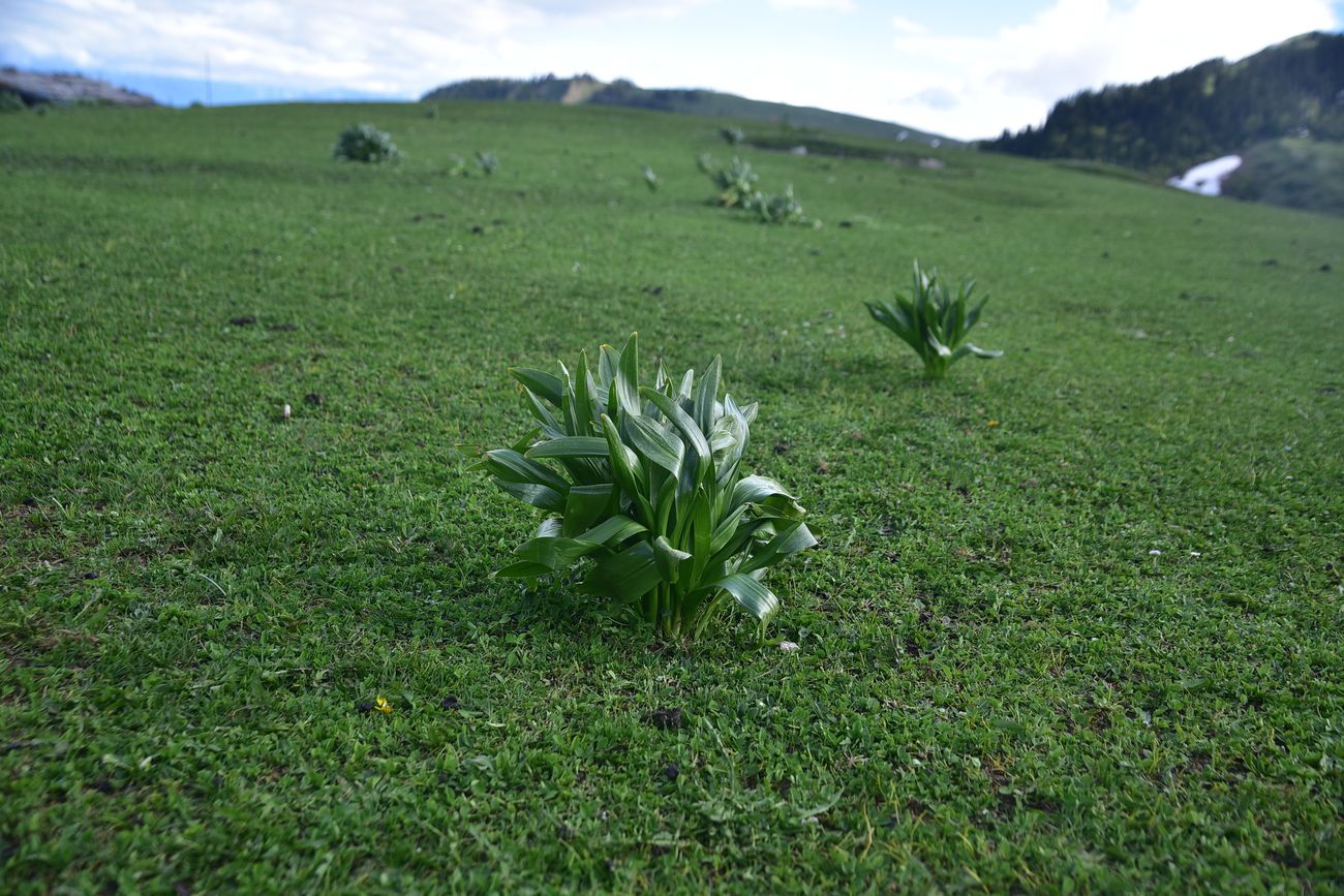 Изображение особи Colchicum speciosum.