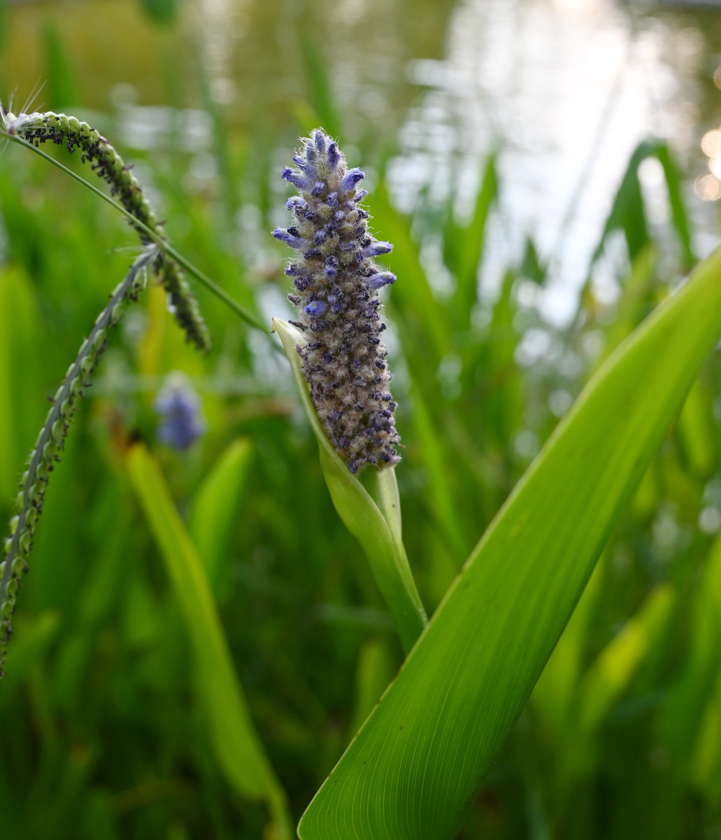 Image of Pontederia cordata specimen.