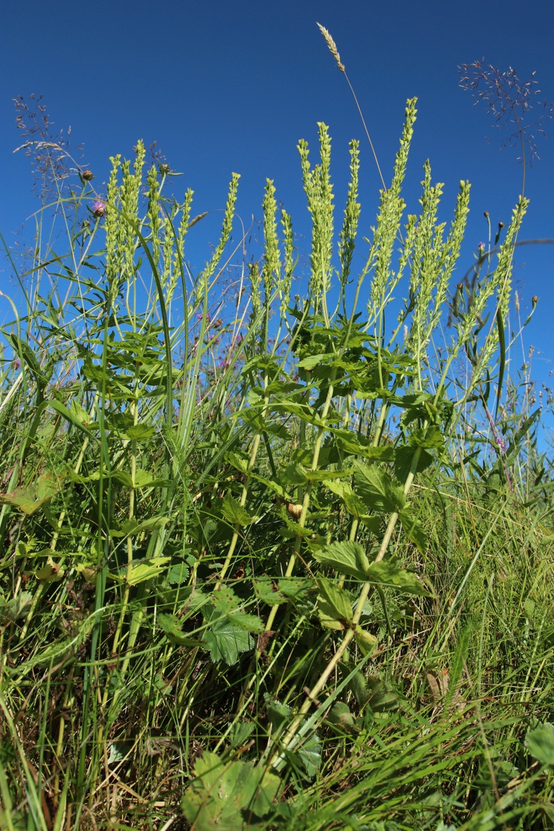Image of Veronica teucrium specimen.