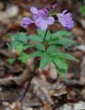 Cardamine quinquefolia. Цветущее растение. Крым, Ангарский перевал. 30.04.2011.