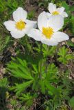 Anemone sylvestris