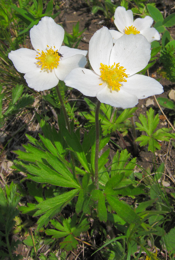 Изображение особи Anemone sylvestris.